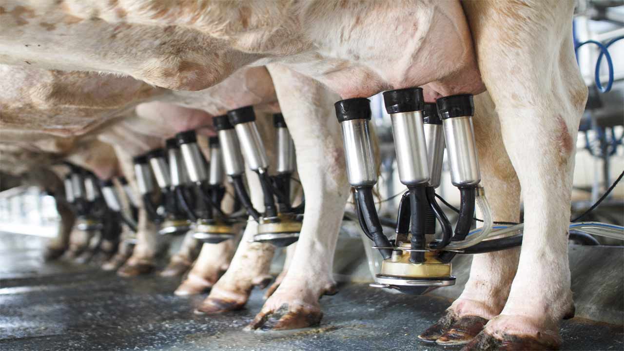 dairy-cows-milking-machine-udders-close-up
