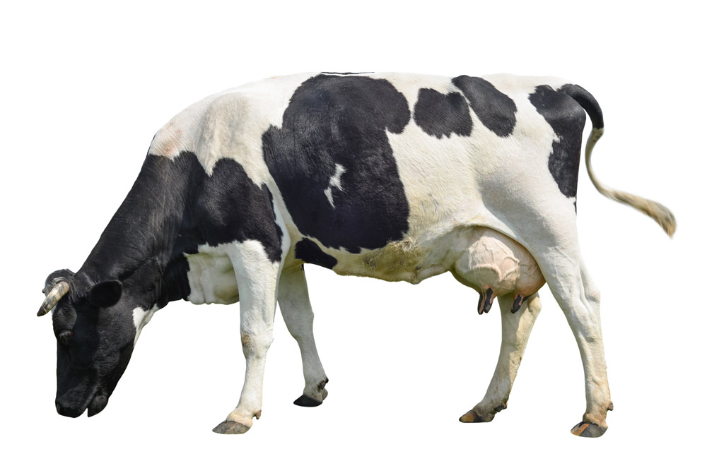 dairy-nutrition-services---cow-with-udders
